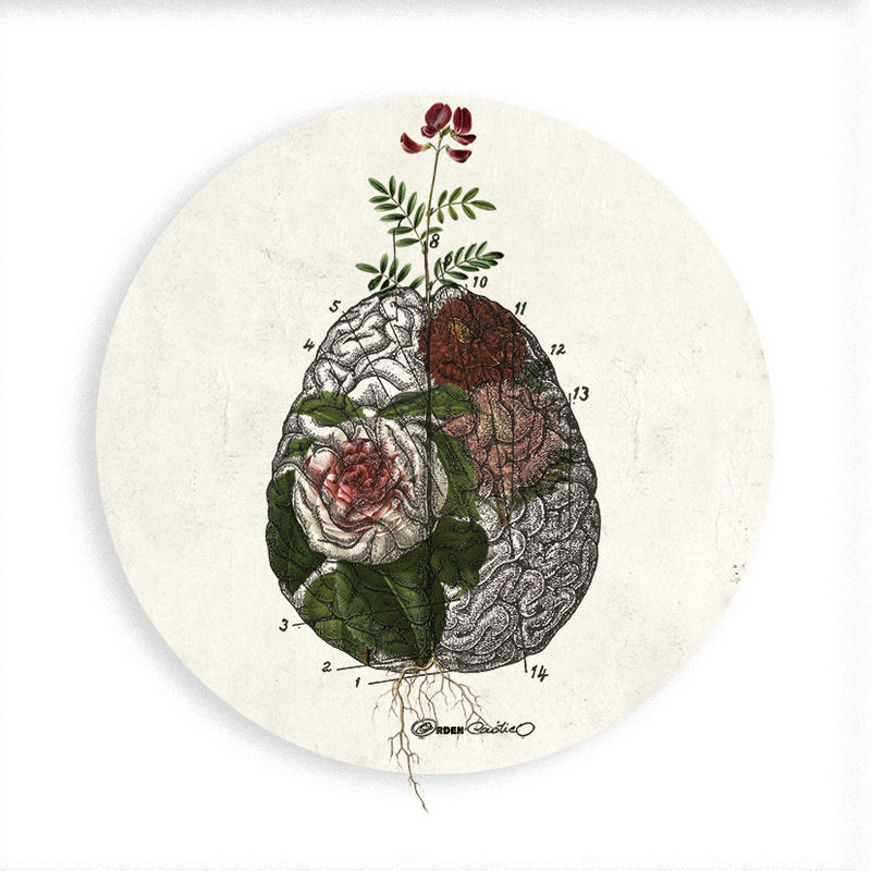 Chapa Cerebro Flores